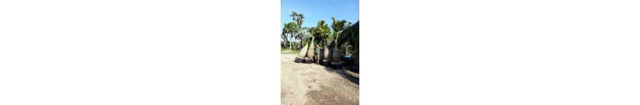 Bottle Palm